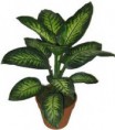 /album/fotogaleria/plantasa-jpg1/