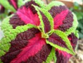 /album/fotogaleria/plantas-jpg3/