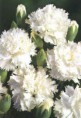 /album/fotogaleria/clavel-blanco-jpg/